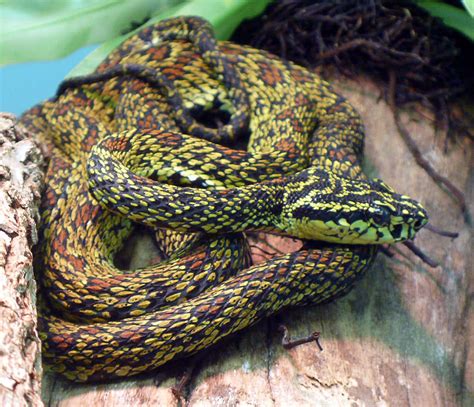 Red spotted pitviper Protobothrops jerdonii xanthomelas - /animals ...