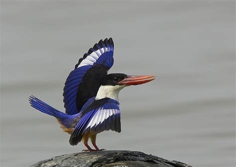 Birdwatching In Dr. Salim Ali Bird Sanctuary, India • Travel Tips