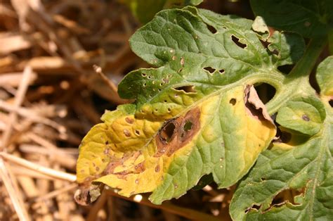 tomato early blight « Walter Reeves: The Georgia Gardener