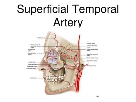 Temporal artery biopsy