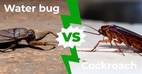 Cockroach vs Water Bug: 5 Key Differences Explained - AZ Animals