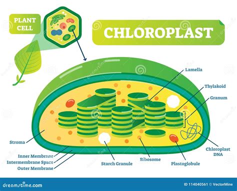 Chloroplast Diagram