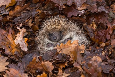 Hedgehogs in hibernation: what are their chances of survival ...