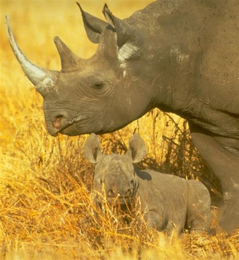 History repeating: The illegal trade in rhino horn – EIA International