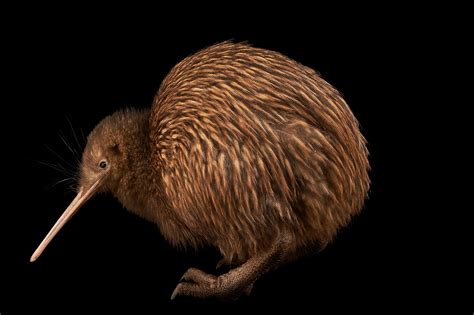 How New Zealand's Glaciers Shaped The Origin of the Kiwi Bird