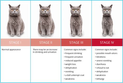 Chronic Kidney Disease | Apr 10, 2018 | Veterinary Hospital Group Blog