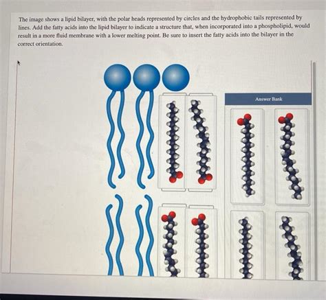 Solved The image shows a lipid bilayer, with the polar heads | Chegg.com