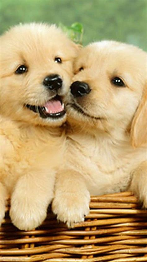 Cute Dog Wallpapers For Tablet