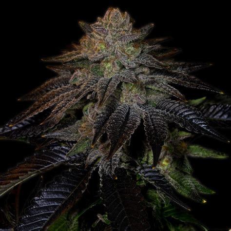 Do-Si-Dos Seeds - Feminized Cannabis Seeds | Premium Cultivars