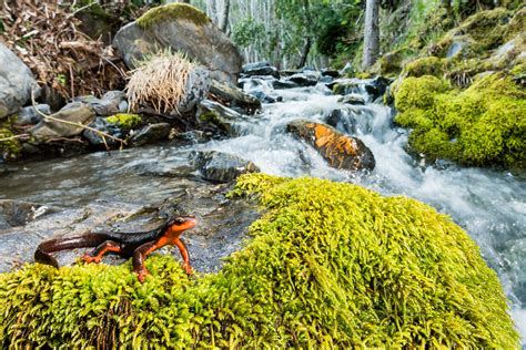 Red-Bellied Newt in habitat (Taricha rivularis) | Male at hi… | Flickr