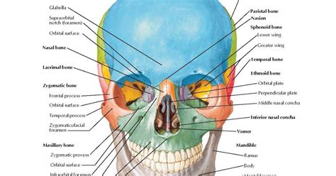 Skull: Anterior View Anatomy Frontal bone : Glabella, Supraorbital ...