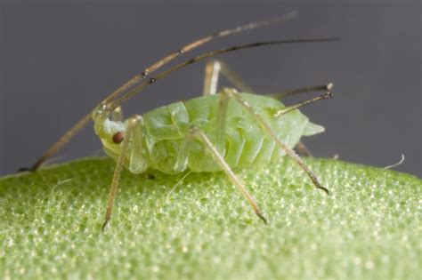 Are your bluegreen aphid control measures working? – Cesar Australia