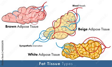 Vetor de Illustration of types of human adipose tissue of fat tissue ...