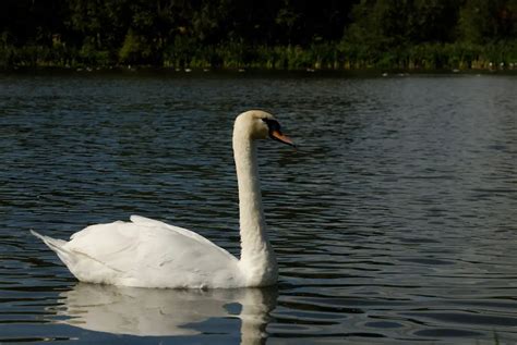 Mute Swan Facts - Mute Swan Habitat - Mute Swan Diet