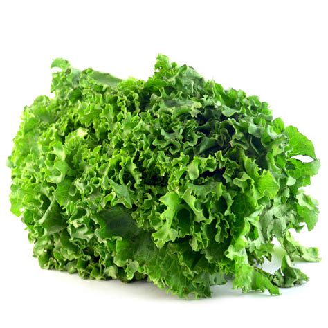 Lechuga Italiana por pieza | MOISANER Gourmet Tienda en Línea