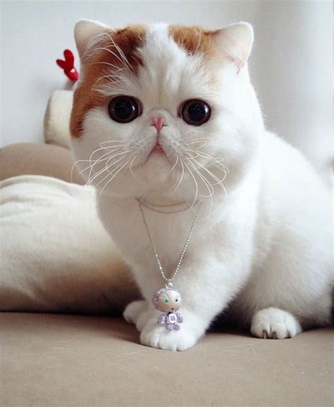 exotic shorthair marshmallow One day ill have one! Cute Cats And ...