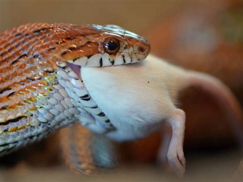 Herp Queries With Bill Love: Prey Debate - Reptiles Magazine | Corn ...