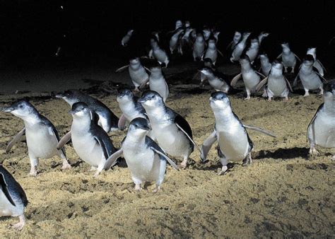 Phillip Island Penguin Parade Top Tours and Tips | experitour.com