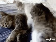 Cat Hug GIFs | Tenor