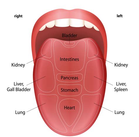 Tongue Mapping 101 - welleum