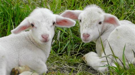 From Lambs to Ewes - 8 Fascinating Baby Sheep Facts & More! - Animal Corner