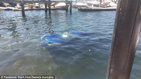 Driver watches his 4WD slide off a boat ramp and into the water in ...