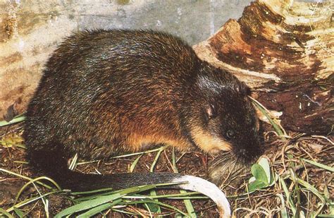 Australian water rat- rakali | Australia animals, Australian fauna, Mammals