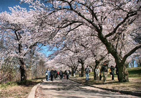 The Best Places to See Cherry Blossoms in Canada