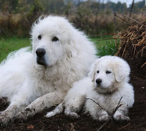 Never totally white!! :-) | Great pyrenees, Great pyrenees dog ...