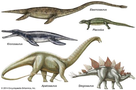 select the correct statement about the evolution of animals ...