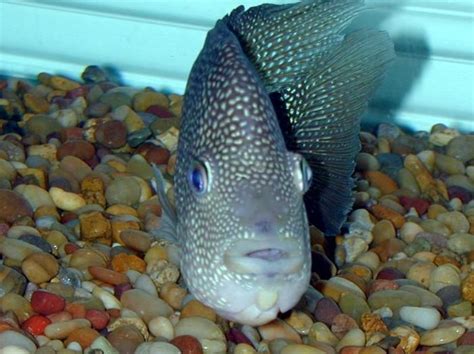 Texas And Green Terror Breeding | Cichlids, Breeds, Tropical fish