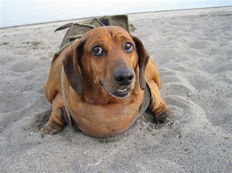 Custody dispute over obese Dachshund continues - oregonlive.com