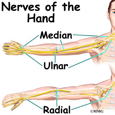 Hand Anatomy - Midwest Bone & Joint Institute - Elgin, Illinois