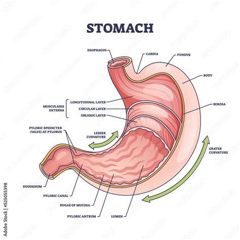 Stomach anatomy or digestive organ detailed inner structure outline ...