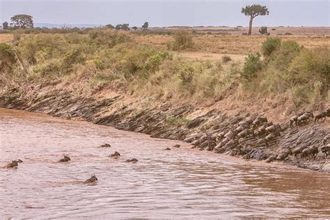 River Wildlife Great Rift Valley - Free photo on Pixabay - Pixabay