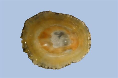 Common limpet identification guide | The Conchological Society of Great ...