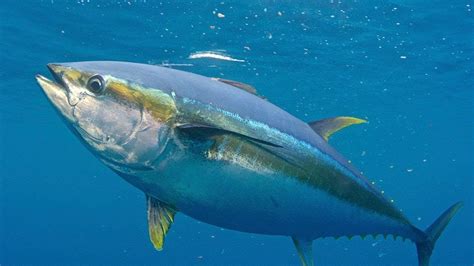 GIANT YELLOW FIN TUNA SUPRISE BLK BEIRD CHARTERS BARBADOS 2018 APRIL ...