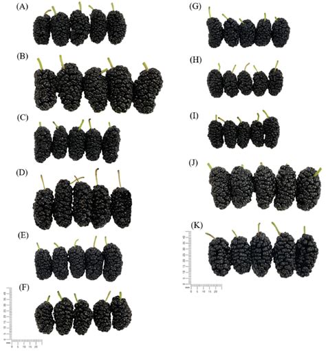 Fresh mulberry fruit of 11 different mulberry varieties in Morus alba ...