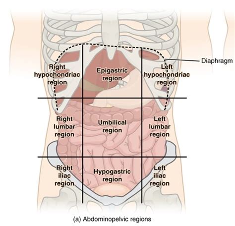 The Epigastric Region Is Superior to the Umbilical Region ...