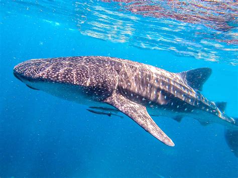 Swimming with whale sharks in the Philippines – your full guide (2024)