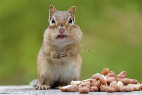 Chipmunk Eating Peanuts, Heap of Nuts Stock Image - Image of chipmunks ...