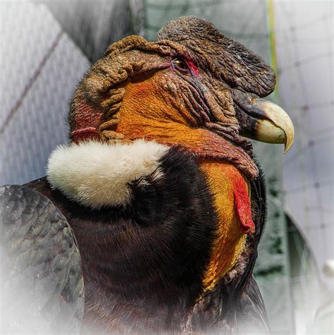 Portrait of a Male Andean Condor, Peru Photograph by Venetia ...