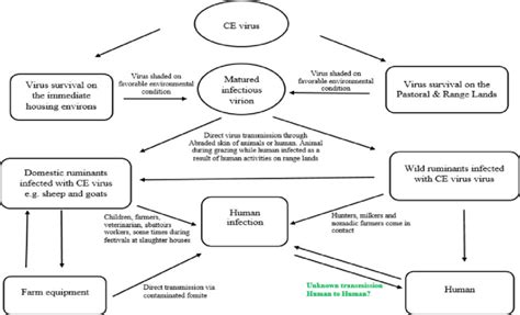 Transmission cycle of Orf virus that causes CE. The CE virus is ...