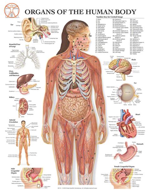 Free Human Body Parts, Download Free Human Body Parts png images, Free ...