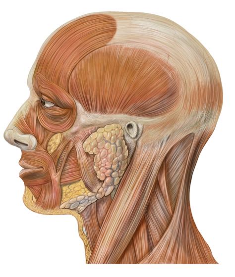 Anatomy Quizzes Muscles Face