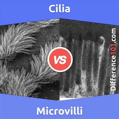 Cilia vs. Microvilli: 6 Key Differences, Pros & Cons, Similarities ...