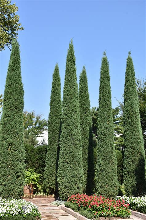 Taylor Juniper (Juniperus virginiana 'Taylor') in Inver Grove Heights ...