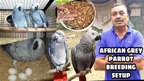 African Grey Parrot Breeding Progress II Full Information Food Breeding ...