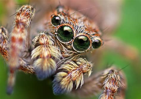 jumping spider | Jumping spider, Macro photos, Spider