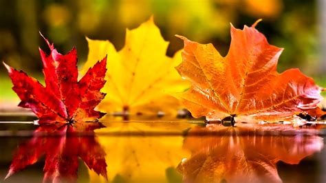 Closeup Of Colorful Autumn Leaves Reflection On Water Blur Background ...